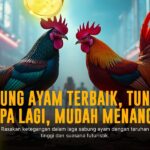 Rahasia Ayam Bangkok Dalam Sabung Ayam SV388