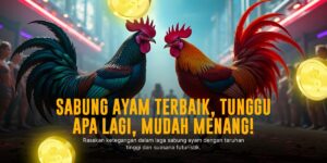 Rahasia Ayam Bangkok Dalam Sabung Ayam SV388