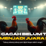Sensasi Adu Ayam: Lebih dari Sekadar Tradisi, Sebuah Fenomena Budaya