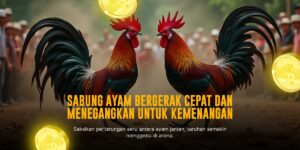 Mengenal Ayam Bangkok: Raja Sabung Ayam Online SV388