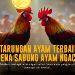 Mengenal Ayam Bangkok: Si Jagoan Arena Sabung Ayam