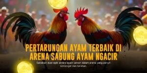 Mengenal Ayam Bangkok: Si Jagoan Arena Sabung Ayam