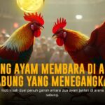 Menggali Kelebihan Ayam Bangkok dalam Sabung Ayam SV388