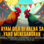 Mengenal Ayam Bangkok: Raja Sabung Ayam dengan Peluang Menang Tinggi