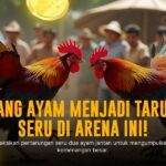Mengulik Dunia Sabung Ayam SV388: Sensasi dan Peluang Taruhan