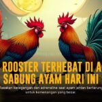 Sv388: Provider Sabung Ayam Favorit dengan Odds Menguntungkan