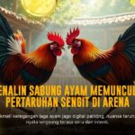 Mengenal Ayam Bangkok: Raja Sabung Ayam Penuh Strategi