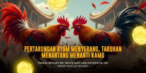 Mengulik Seru Sabung Ayam Online di SV388: Jenis Ayam dan Odds Terbaik